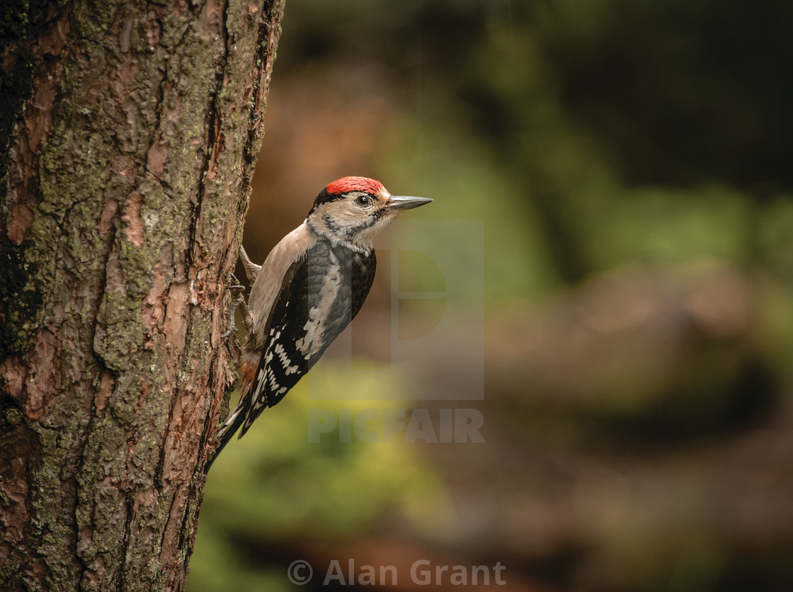 "Great Spotted Woodpecker in woodland setting" stock image