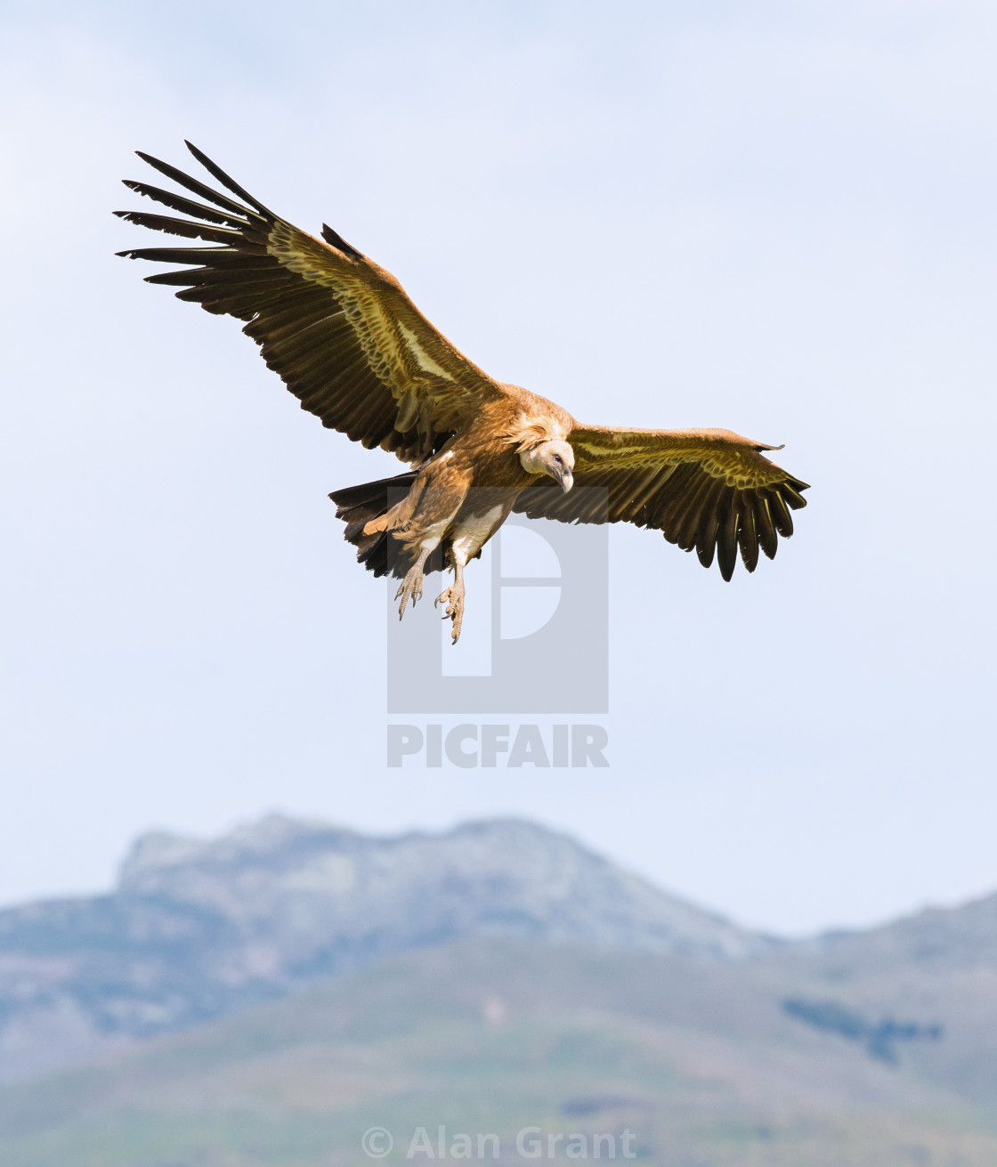 "Flying Eurasian Griffon Vulture" by Alan Grant - $15.18 "Flying Eurasian Griffon Vulture" stock image