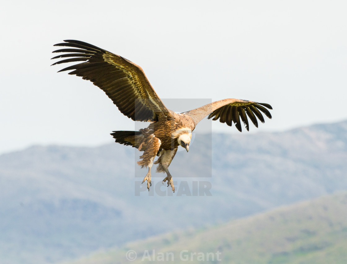 "Eurasian Griffon Vulture flying" by Alan Grant - $15.19 "Eurasian Griffon Vulture flying" stock image