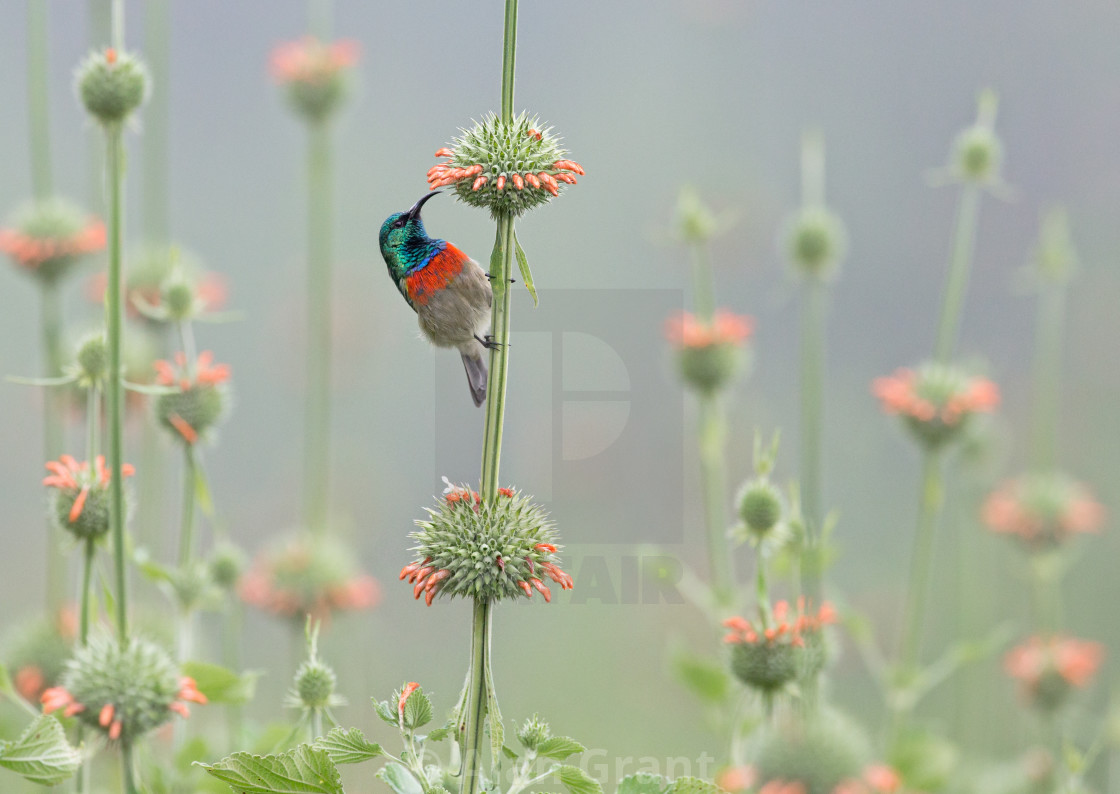 "Sunbird on Lions Tail" stock image