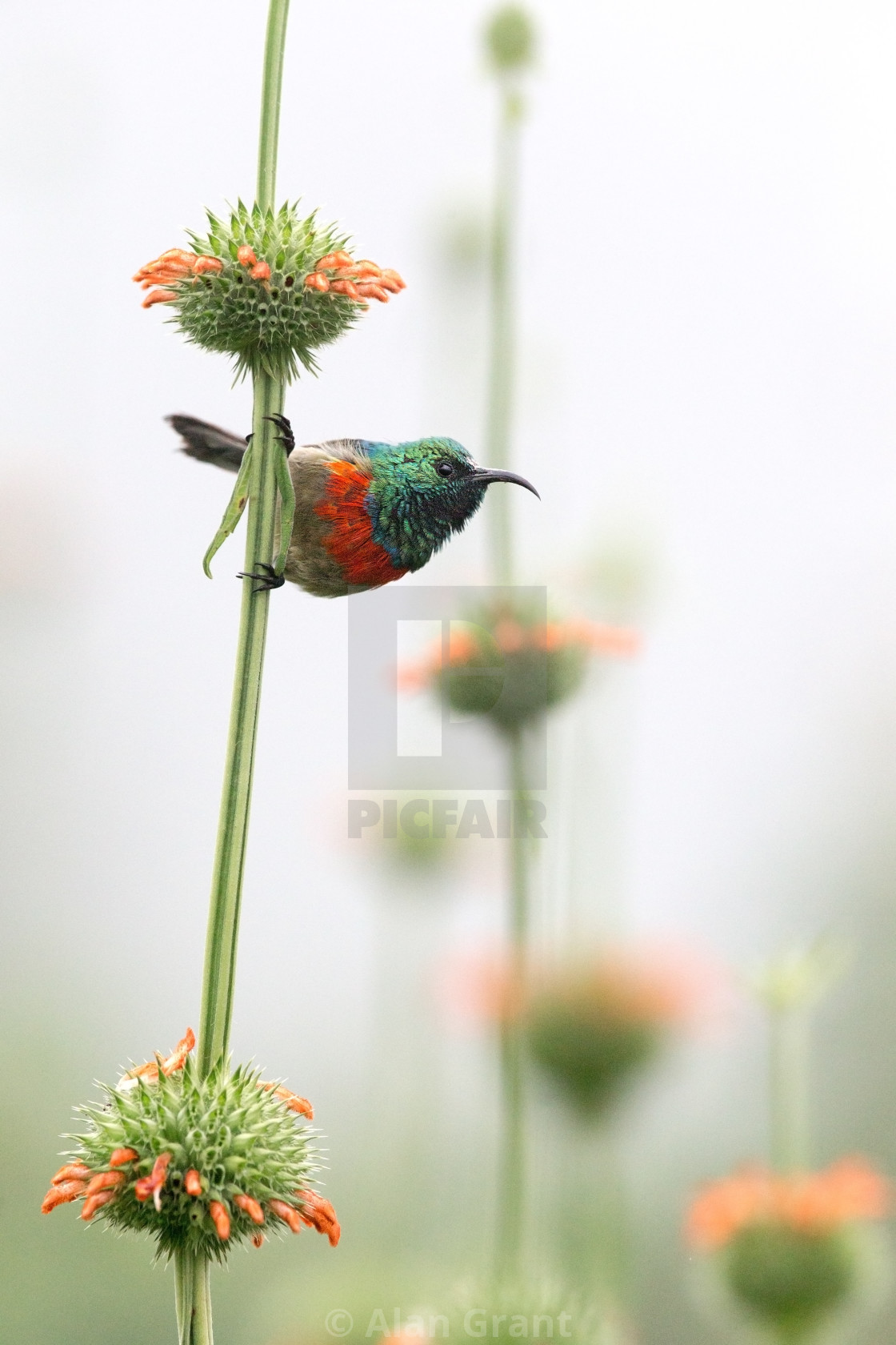 "Eastern Double-collared Sunbird perched on a stem" by Alan Grant - $15.36 "Eastern Double-collared Sunbird perched on a stem" stock image