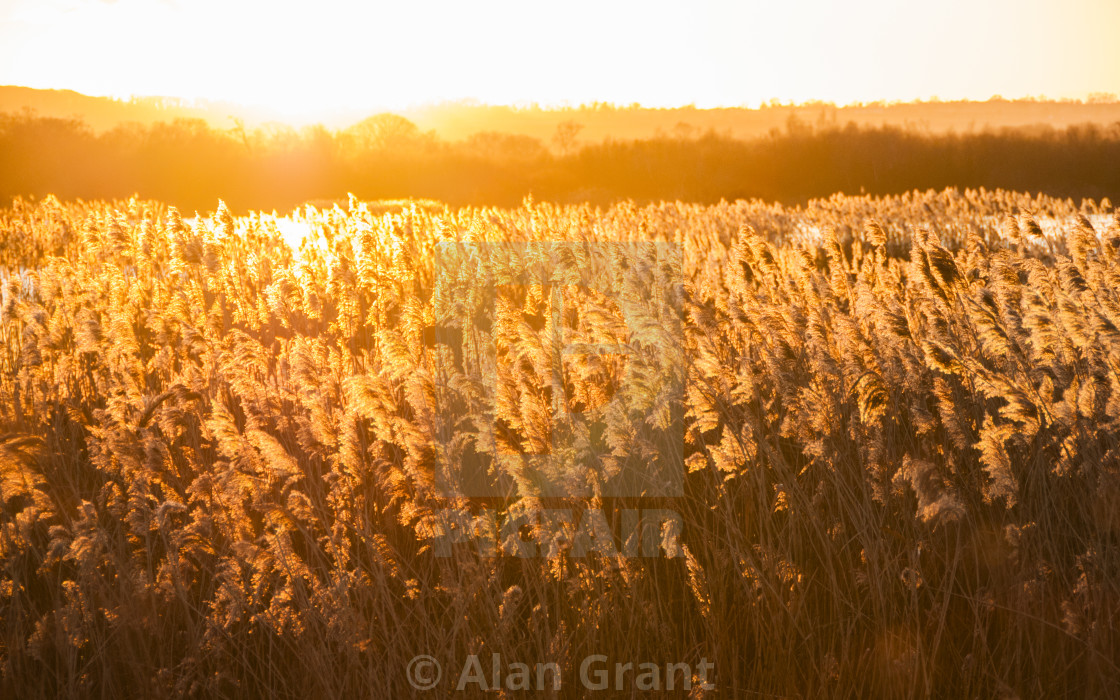 "Backlit reeds" stock image