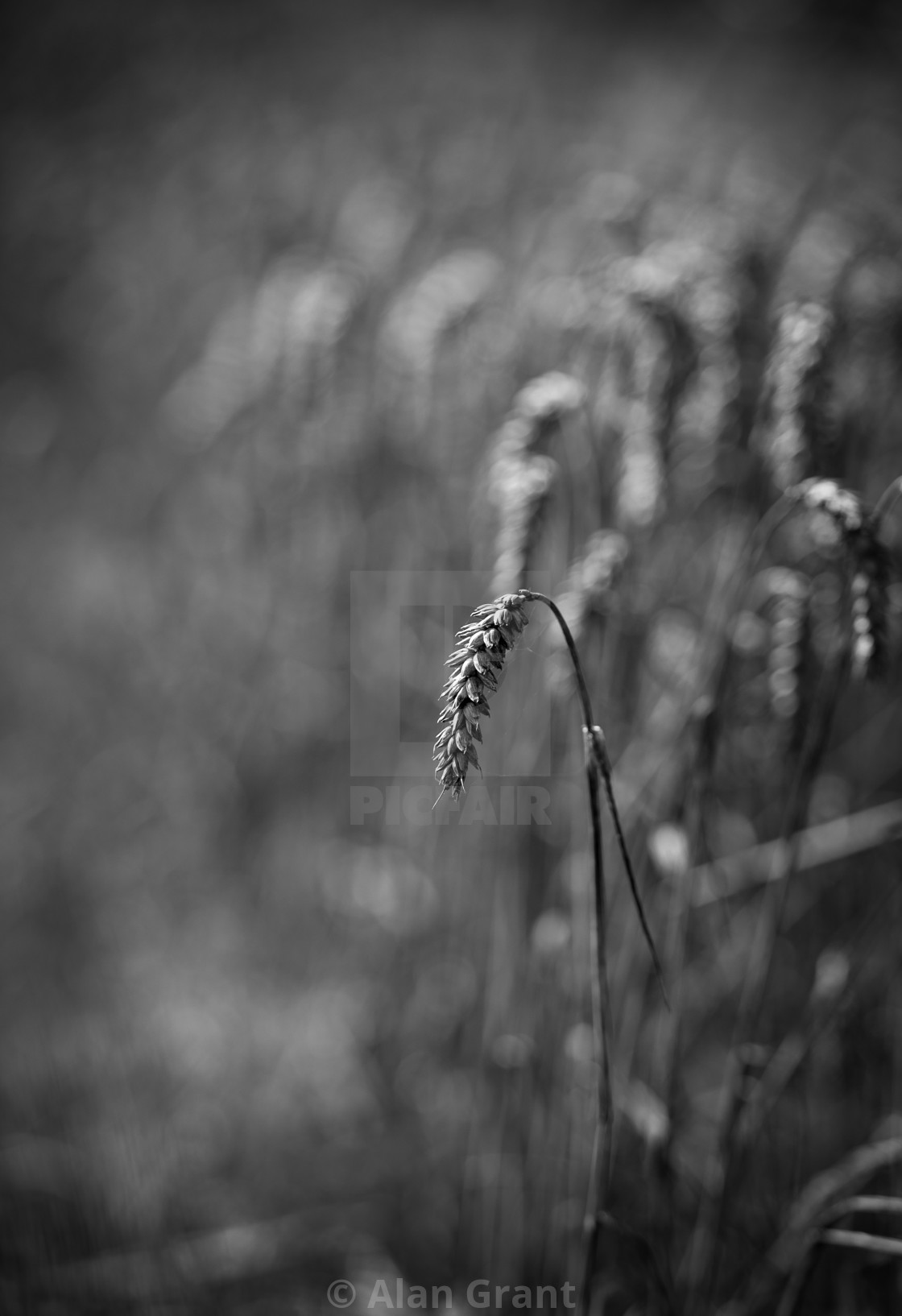 "Ear of corn at the edge of a field" stock image