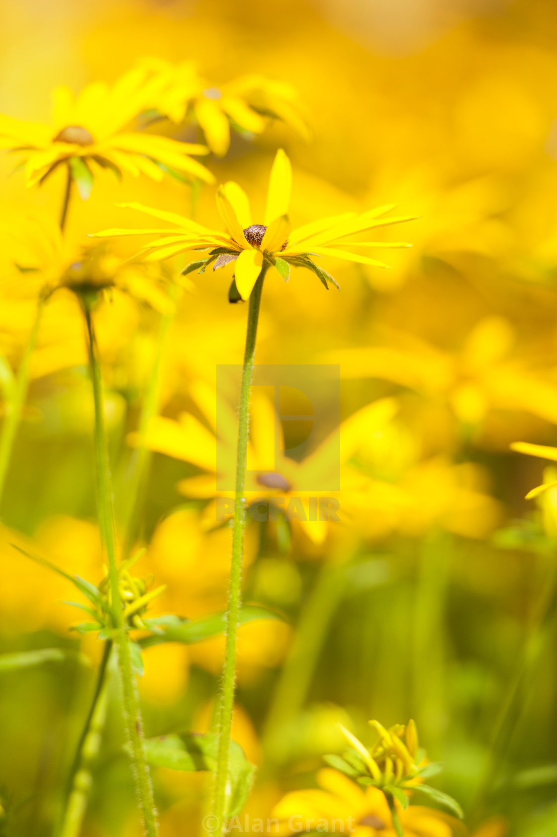 "Yellow flowers" stock image