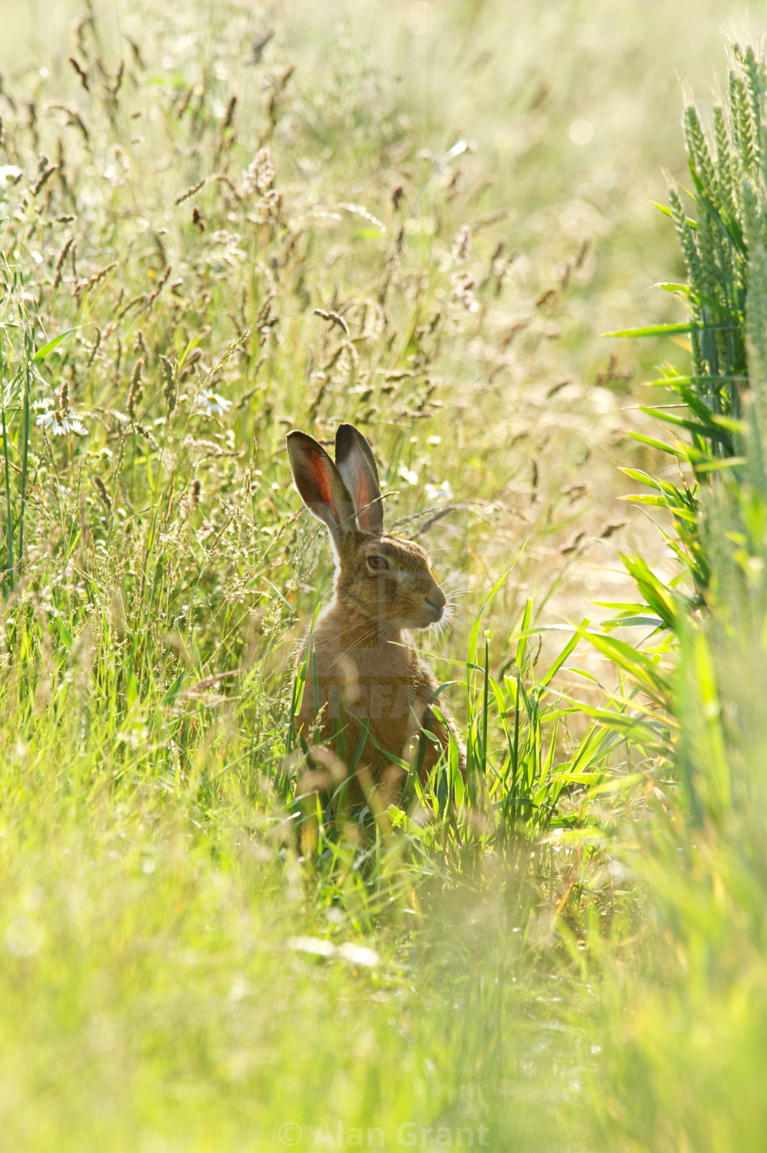 "Brown Hare in field" stock image