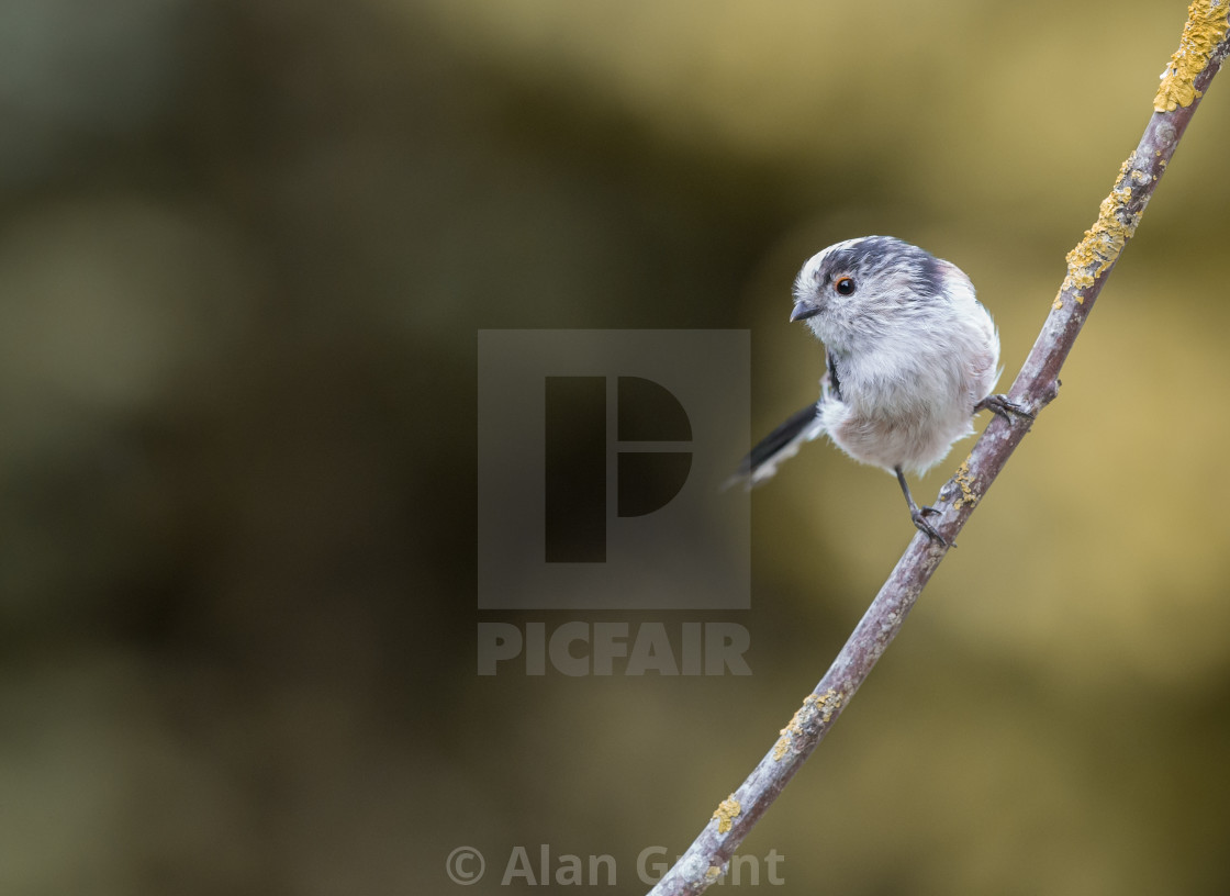 "Long-Tailed Tit in Autumn" stock image