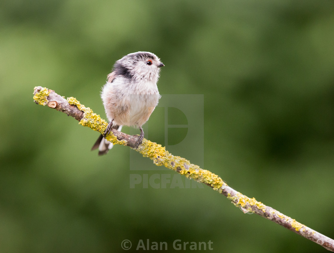 "Long-tailed Tit on lichen covered branch" stock image