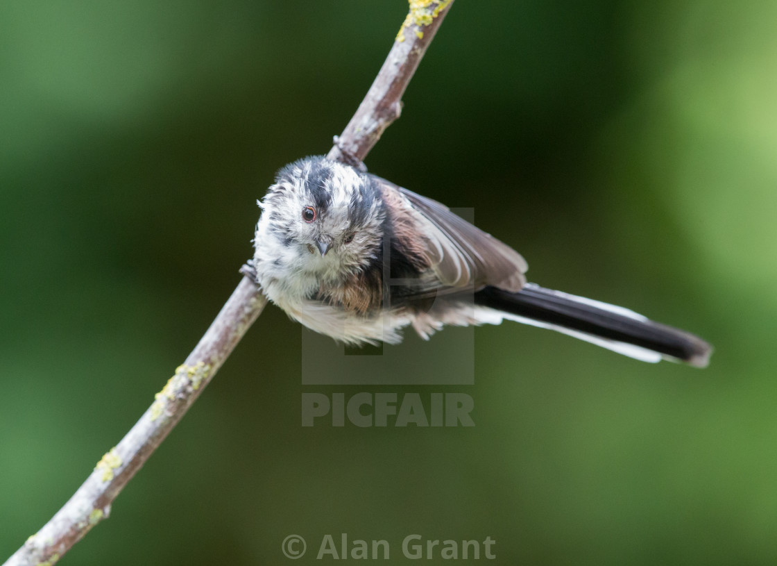 "Long-Tailed Tit" stock image