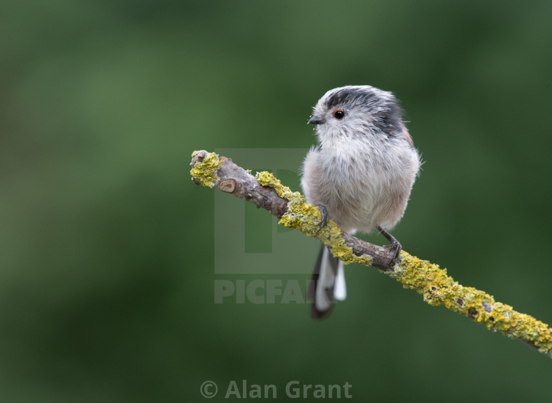 "Long-tailed Tit on lichen covered branch" stock image