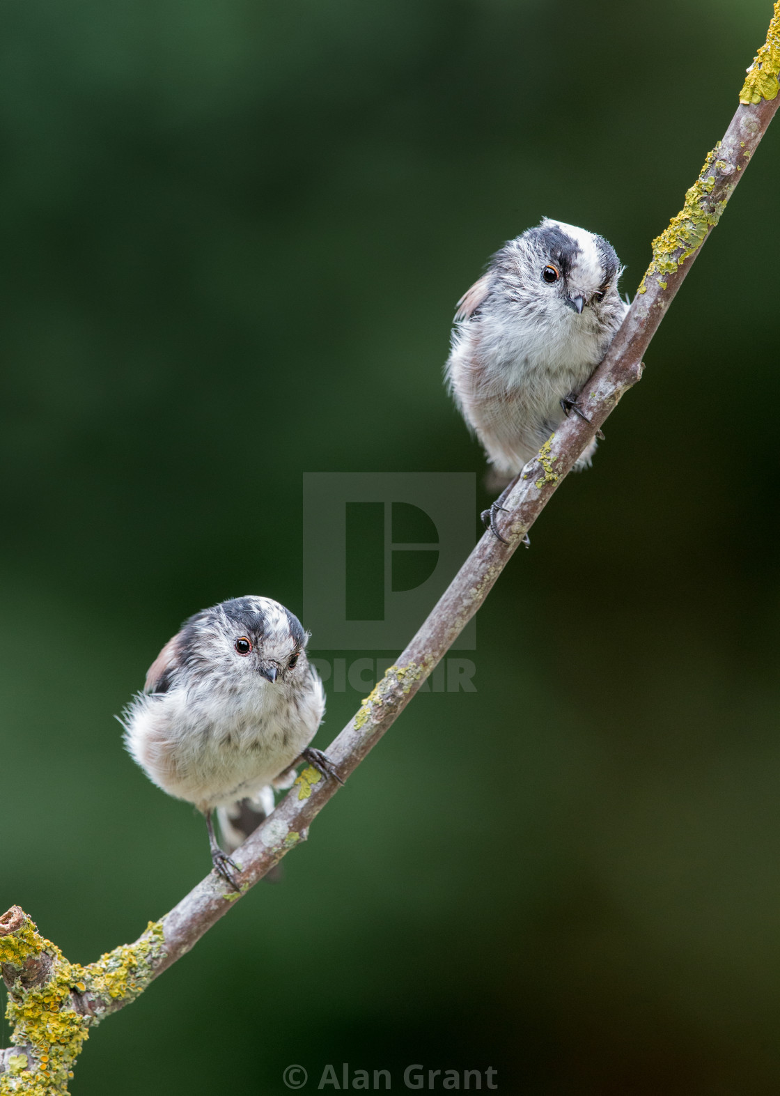 "A pair of Long-tailed Tits" stock image