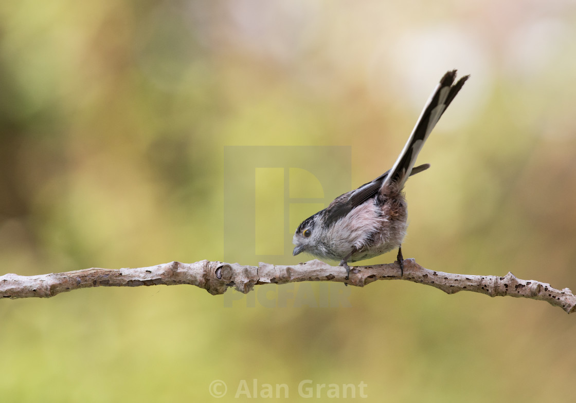 "Long-tailed Tit on branch" stock image