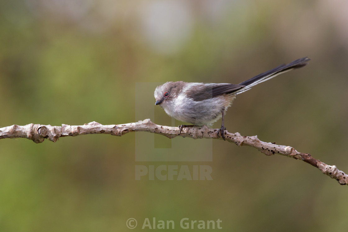 "Long-tailed Tit on branch" stock image