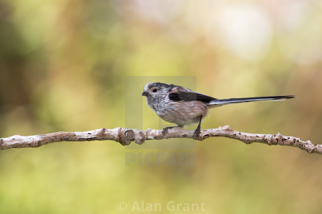 "Long-tailed Tit on branch" stock image