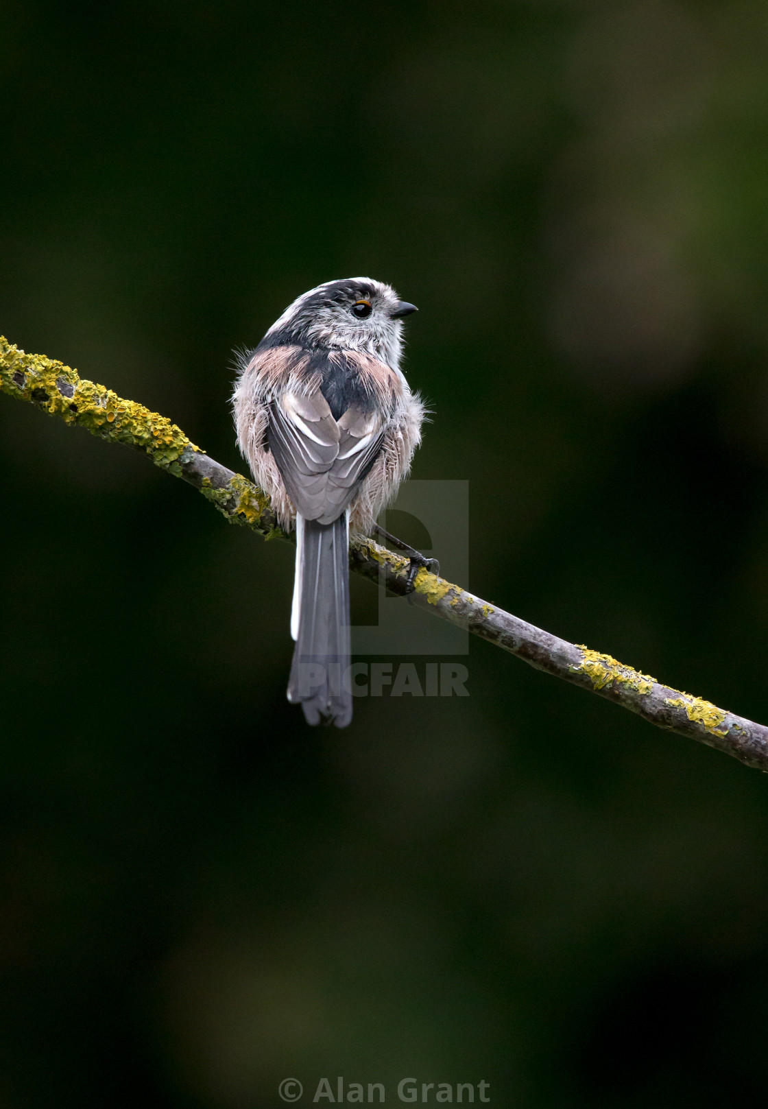 "Long-tailed Tit on a branch covered in yellow lichen" stock image