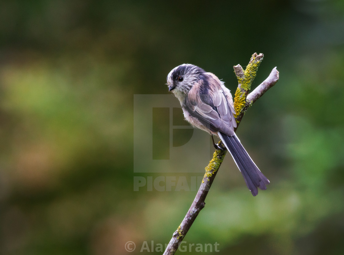 "Long-Tailed Tit" stock image