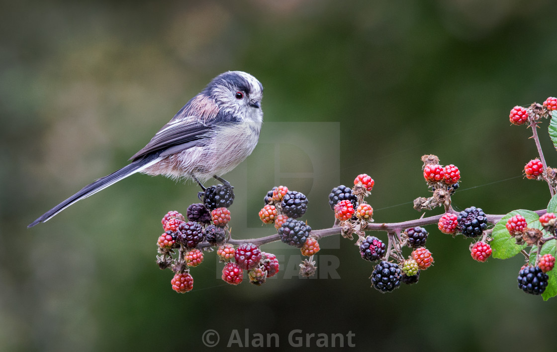 "Long-Tailed Tit on blackberries" stock image