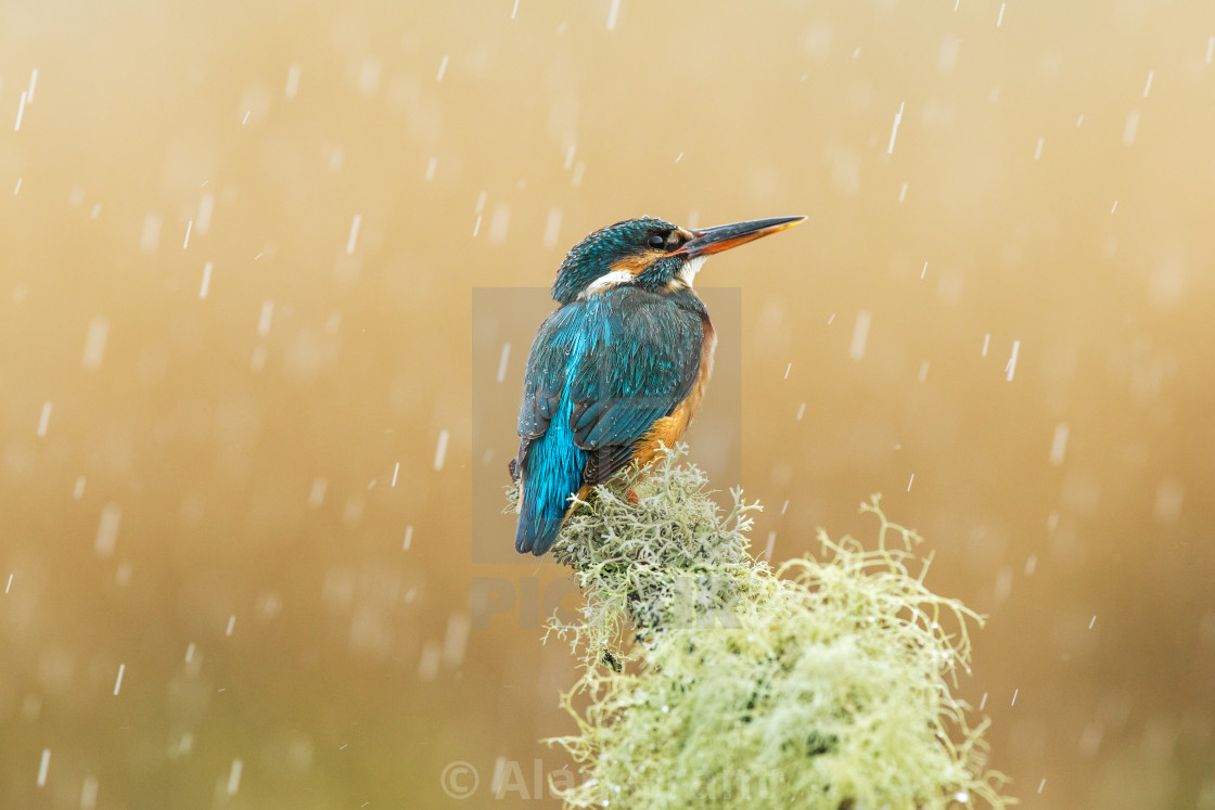 "Kingfisher in the rain" stock image