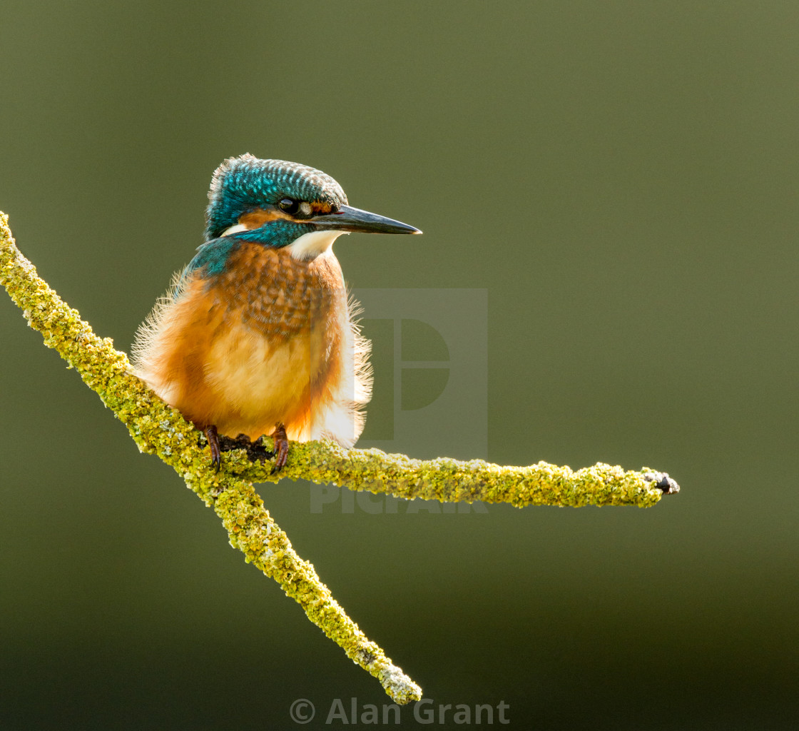 "Kingfisher perched on a branch covered in yellow lichen" by Alan Grant - $15.28 "Kingfisher perched on a branch covered in yellow lichen" stock image