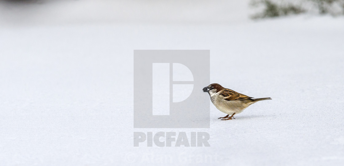 "House Sparrow on snow" stock image