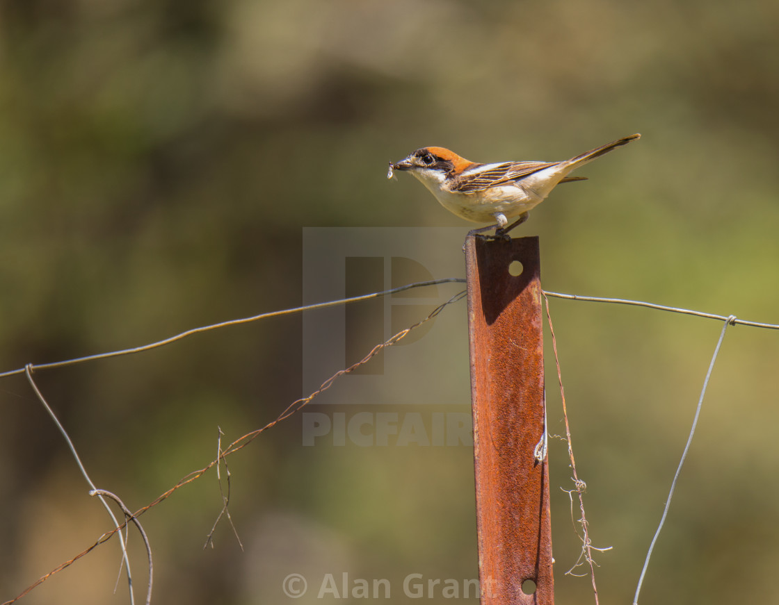 "Woodchat Shrike with insect" by Alan Grant - $15.34 "Woodchat Shrike with insect" stock image