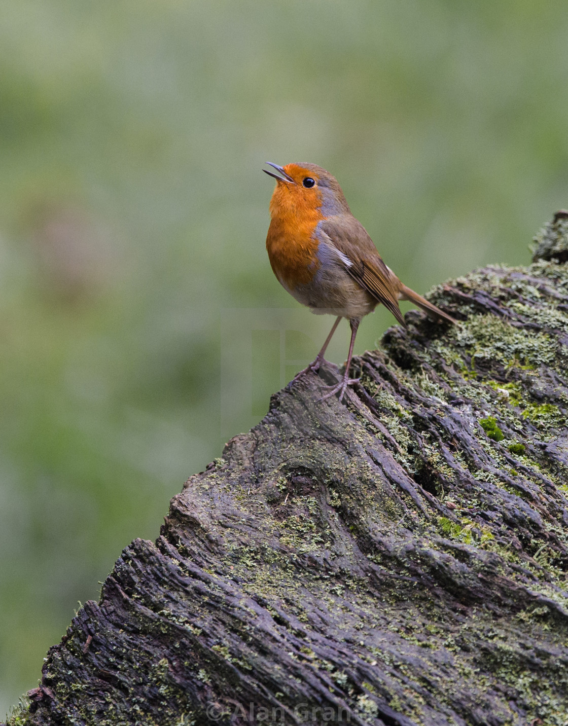 "Robin singing" stock image