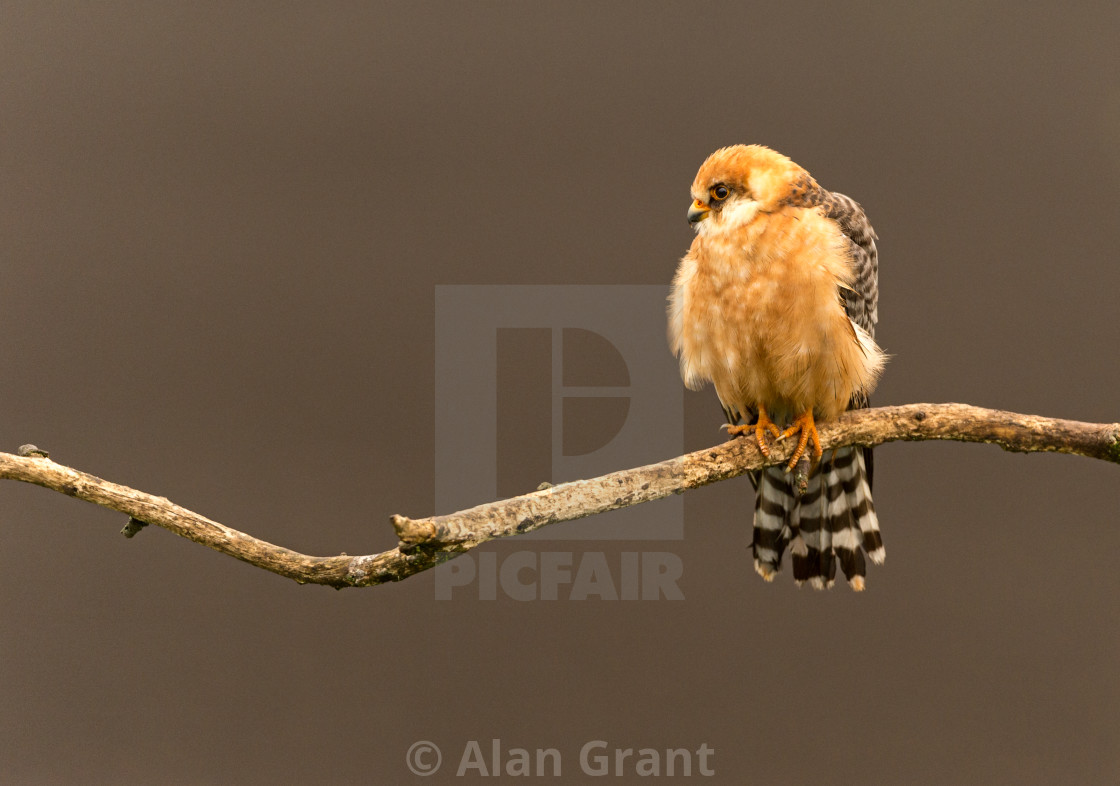 "Perched female Red-footed Falcon" by Alan Grant - $15.18 "Perched female Red-footed Falcon" stock image