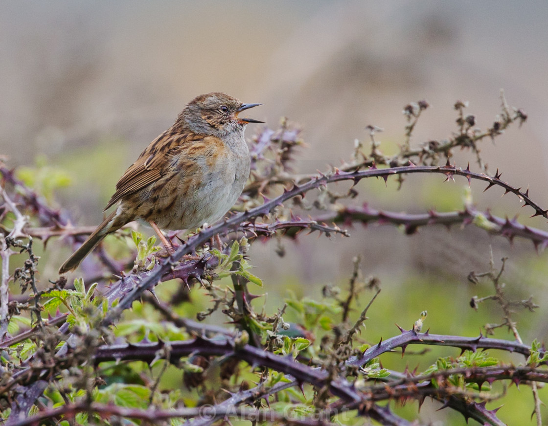 "Dunnock singing" stock image