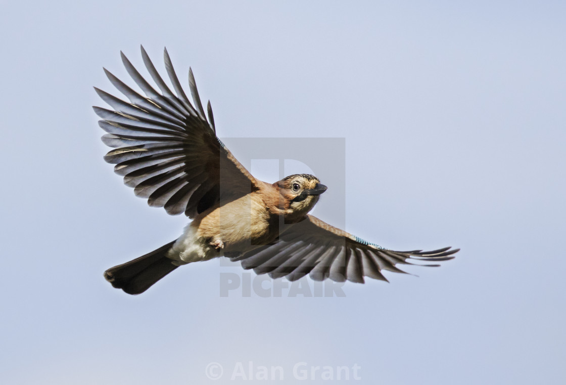 "Jay in flight" stock image