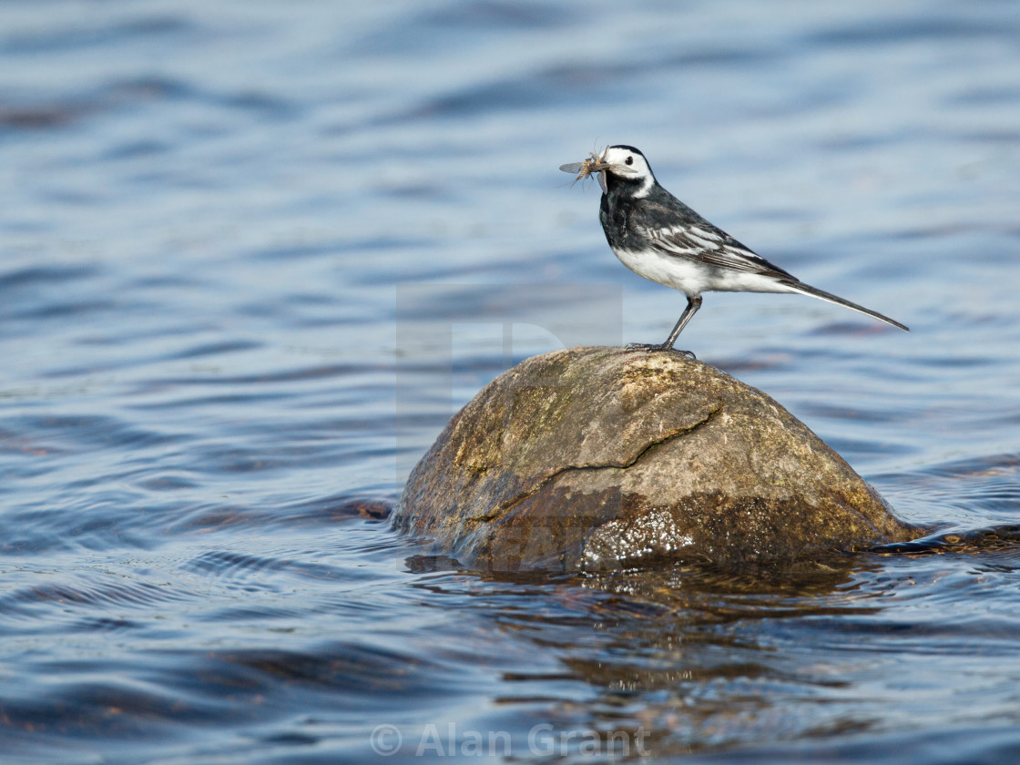 "Pied Wagtail with insect" stock image