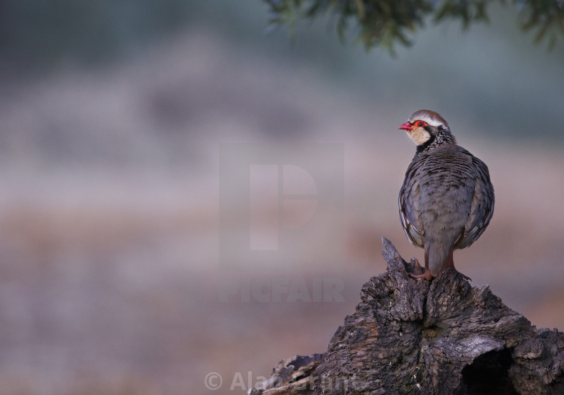 "Red-legged Partridge" stock image