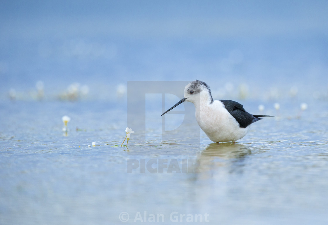 "Black-Winged Stilt" stock image