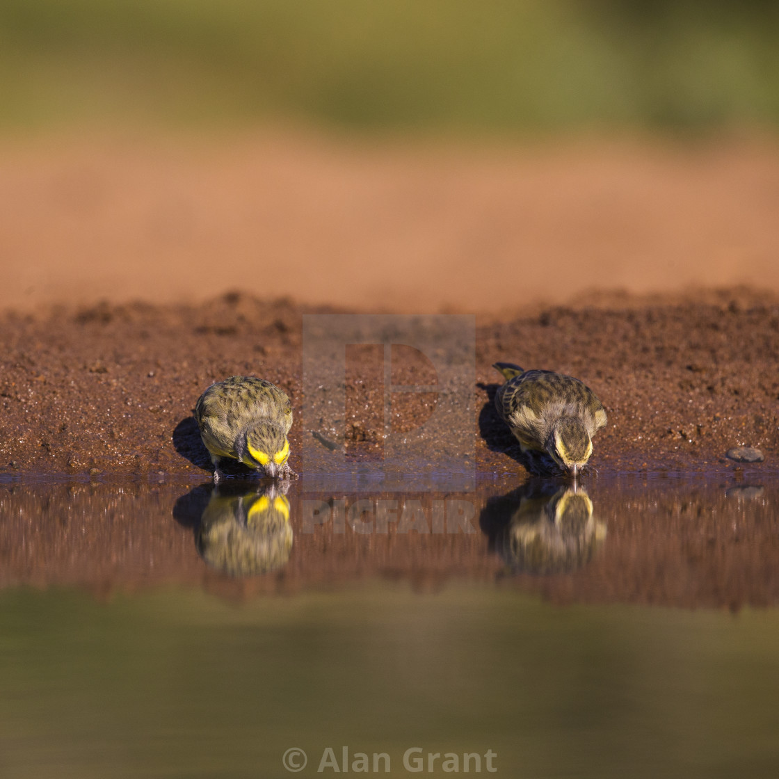 "Yellow-fronted Canaries" by Alan Grant - $15.36 "Yellow-fronted Canaries" stock image