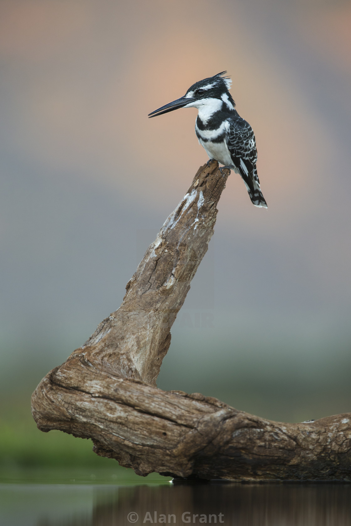 "Pied Kingfisher on a perch" by Alan Grant - $15.18 "Pied Kingfisher on a perch" stock image