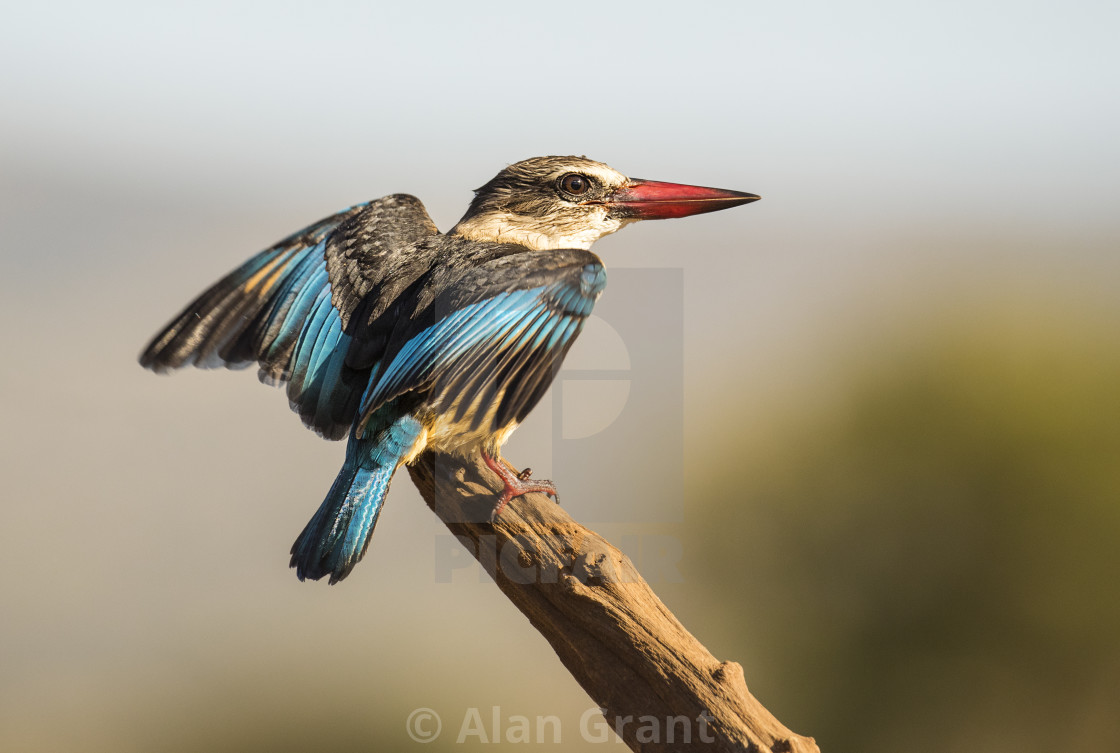 "Brown-hooded Kingfisher landing on a perch" by Alan Grant - $15.19 "Brown-hooded Kingfisher landing on a perch" stock image
