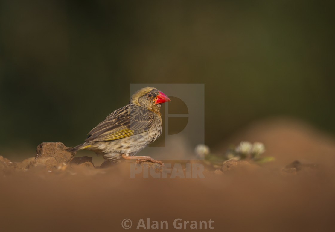 "Red-billed Quelea male in breeding plumage" by Alan Grant - $15.36 "Red-billed Quelea male in breeding plumage" stock image