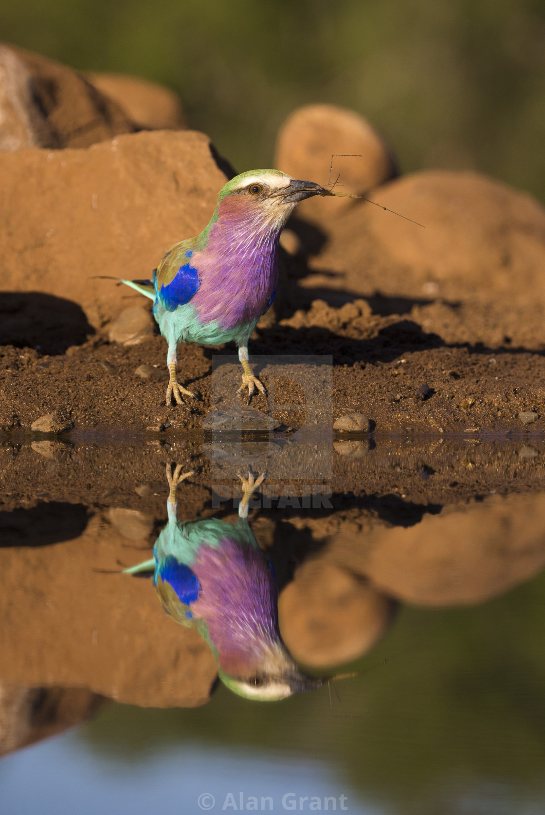 "Lilac-breasted Roller reflection" by Alan Grant - $15.18 "Lilac-breasted Roller reflection" stock image