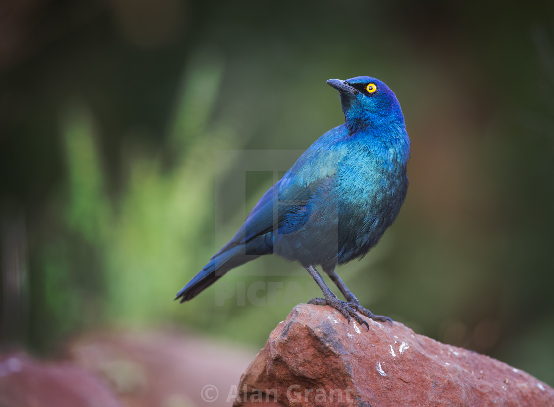 "Cape Glossy Starling perched on a rock" by Alan Grant - $15.18 "Cape Glossy Starling perched on a rock" stock image