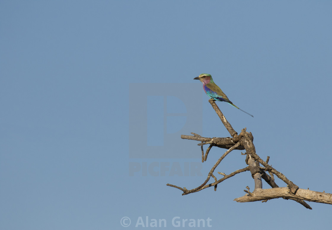 "Lilac-breasted Roller side view" by Alan Grant - $15.19 "Lilac-breasted Roller side view" stock image