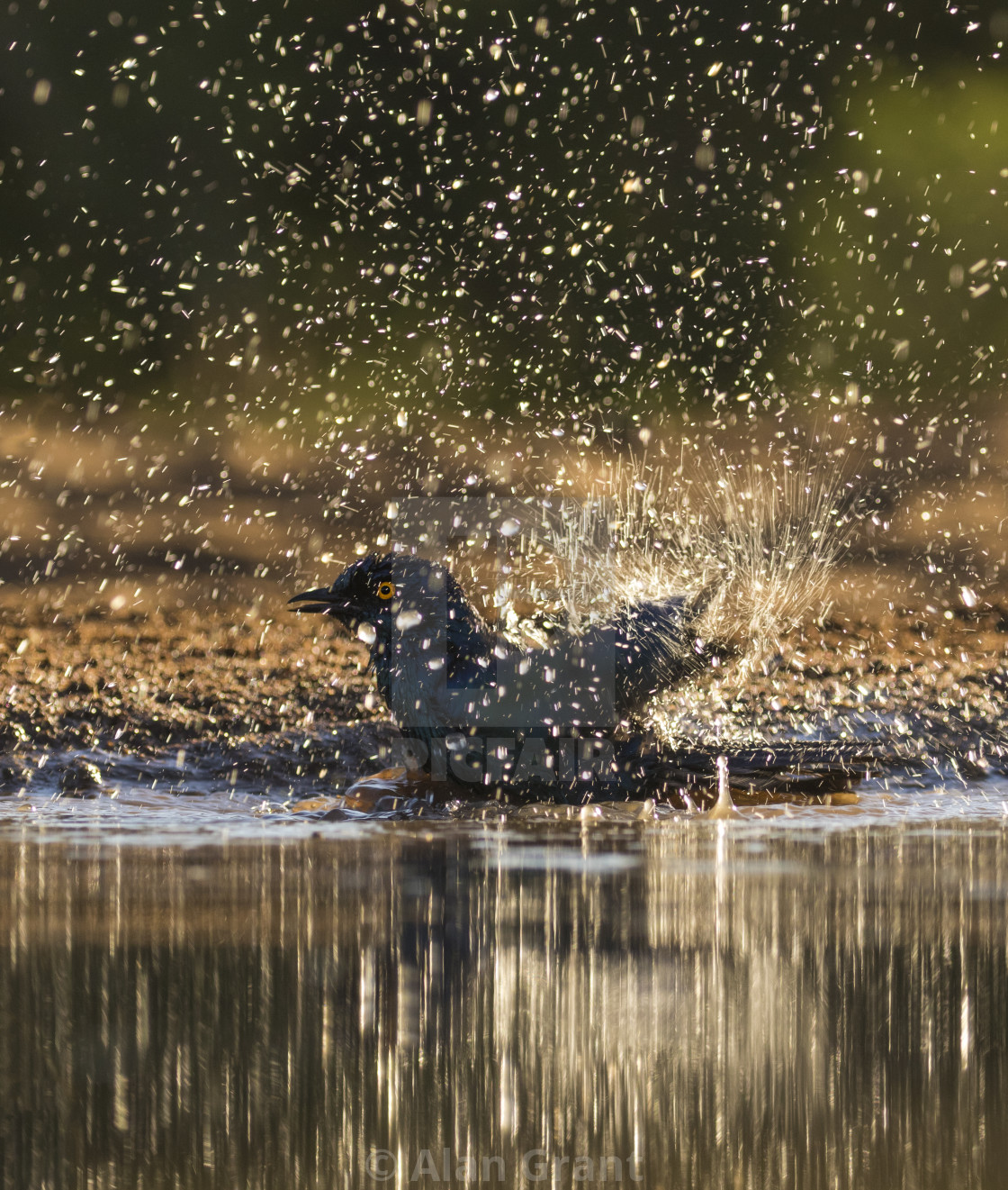 "Cape Glossy Starling bathing" by Alan Grant - $15.18 "Cape Glossy Starling bathing" stock image