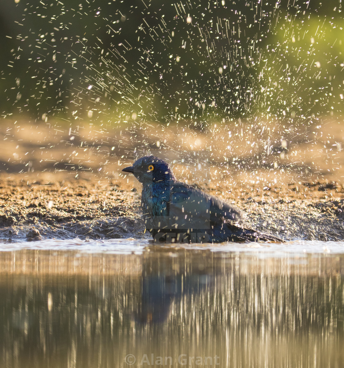"Cape Glossy Starling bathing" by Alan Grant - $15.29 "Cape Glossy Starling bathing" stock image