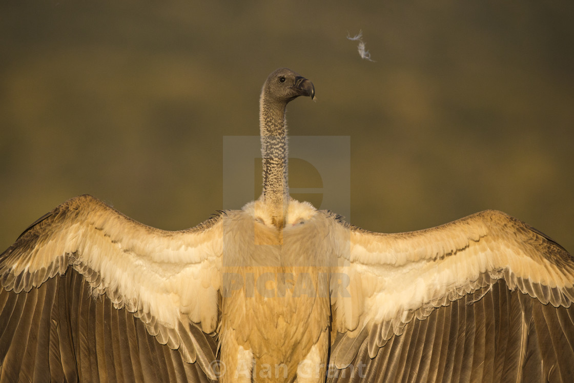 "Displaying White-backed Vulture" by Alan Grant - $15.34 "Displaying White-backed Vulture" stock image