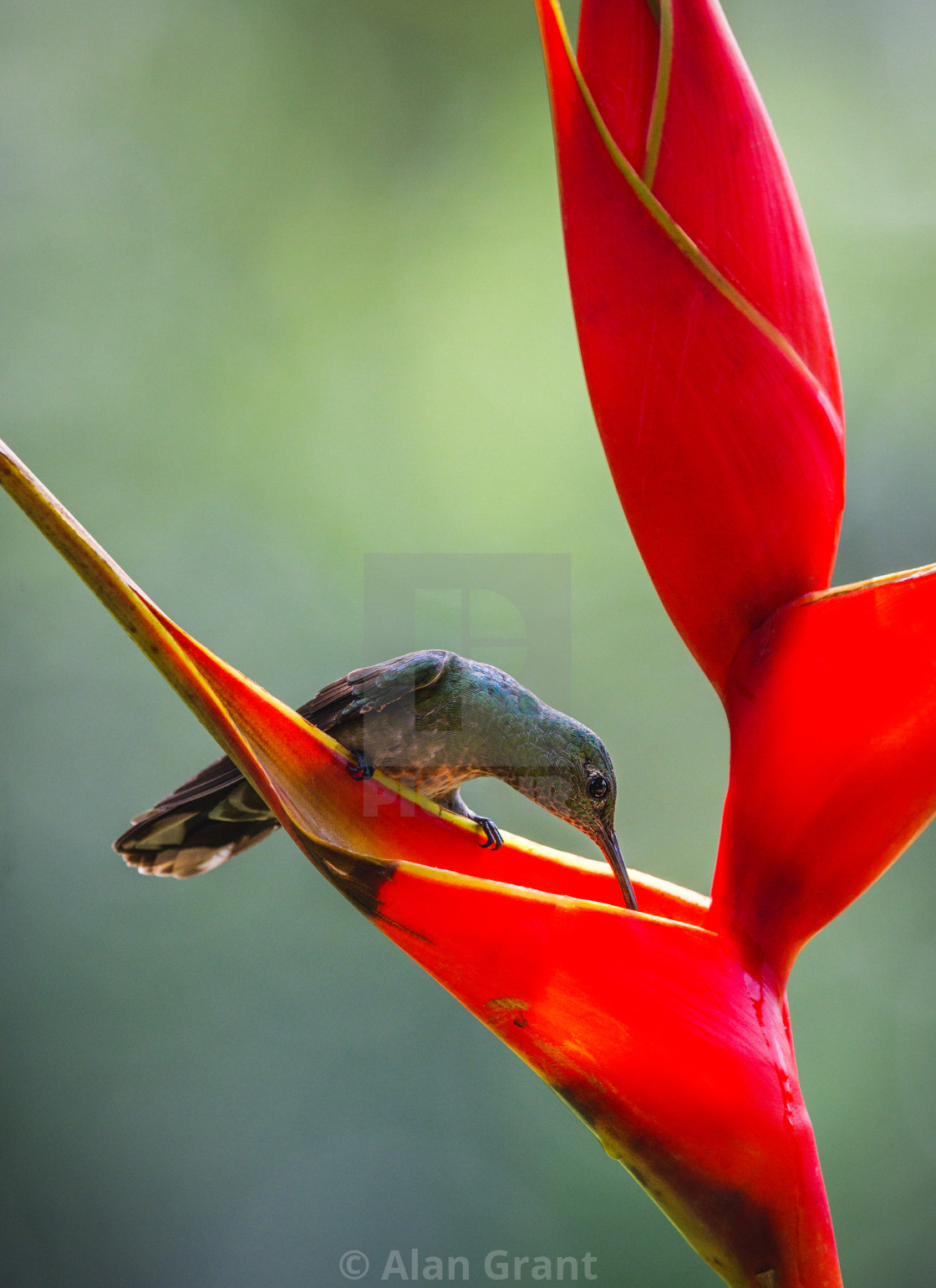 "Scaly-breasted Sabrewing drinking from a Heliconia" stock image