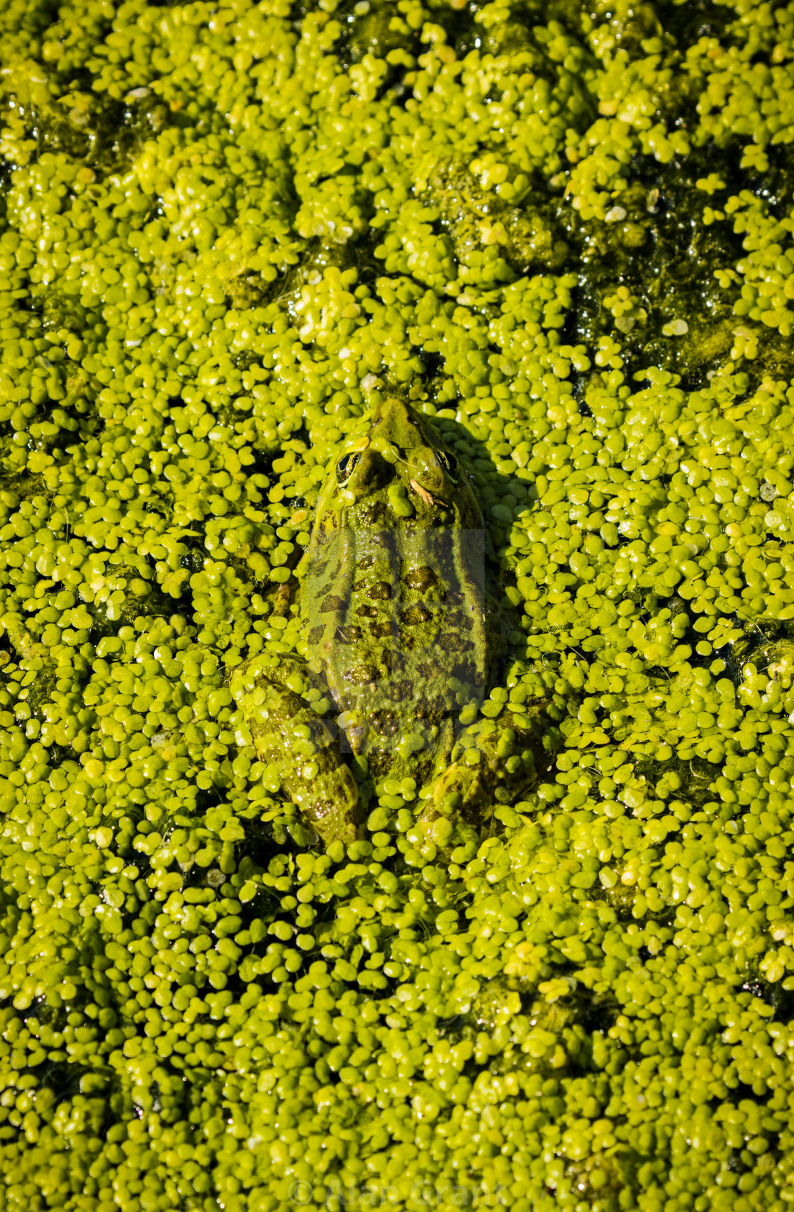 "Marsh frog camouflaged on pond weed" stock image