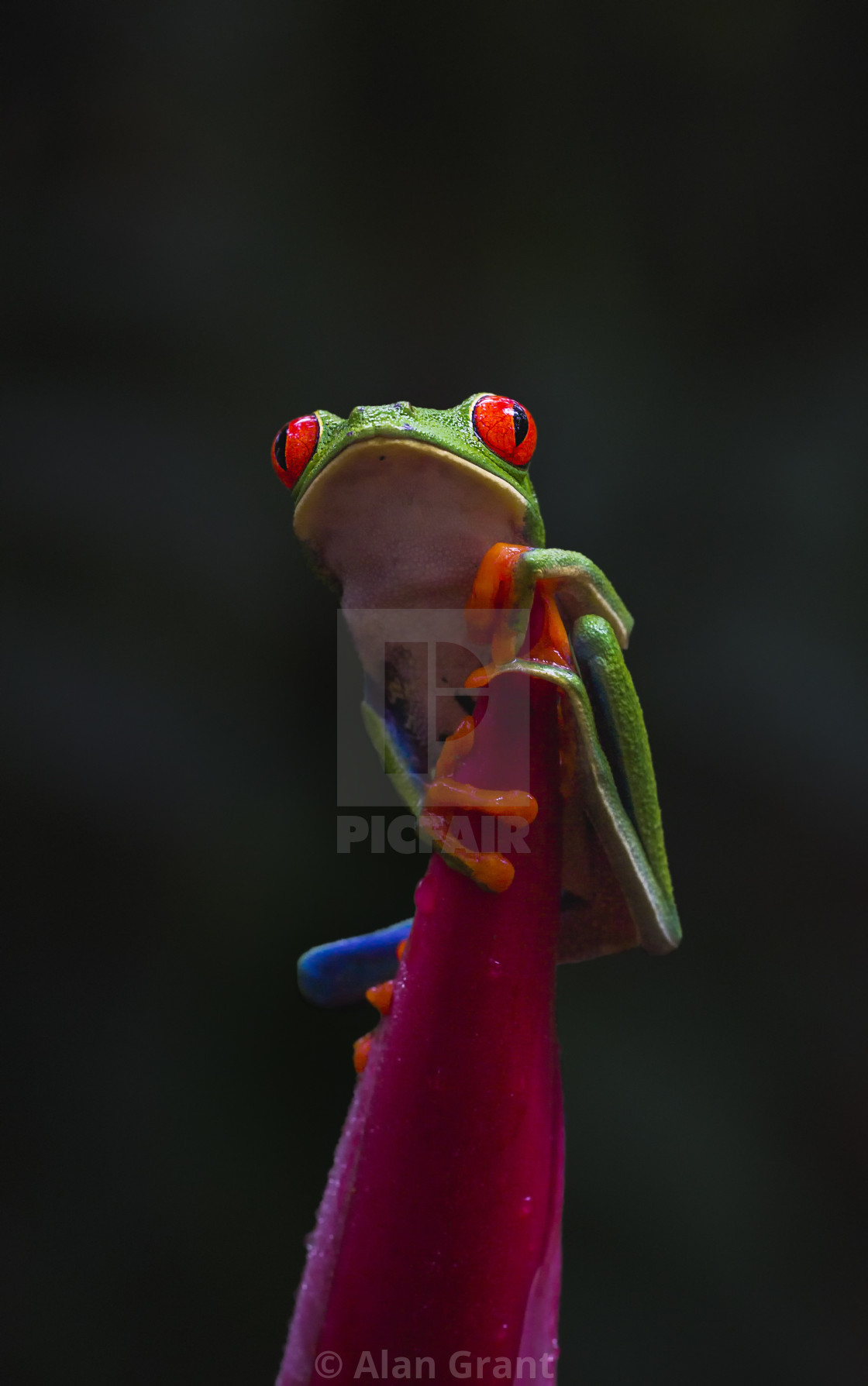 "Red-eyed Tree Frog sat on top of Emperor's Staff plant" by Alan Grant - $15.36 "Red-eyed Tree Frog sat on top of Emperor's Staff plant" stock image