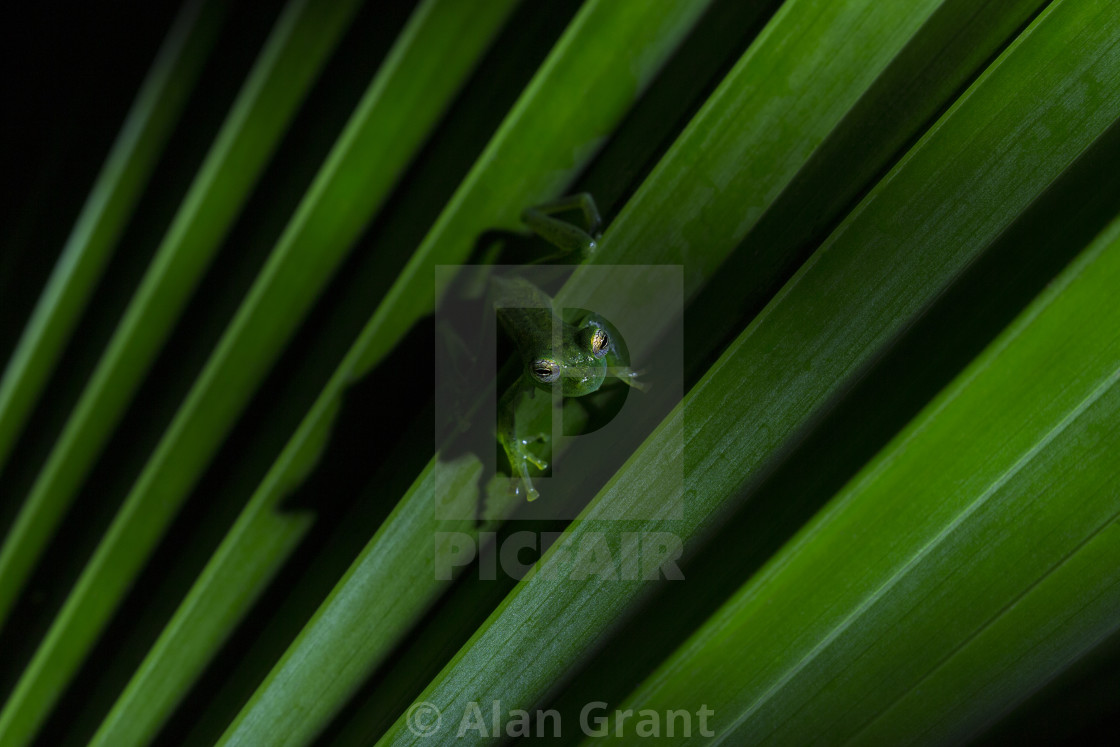 "Emerald Glass Frog on palm leaf" stock image