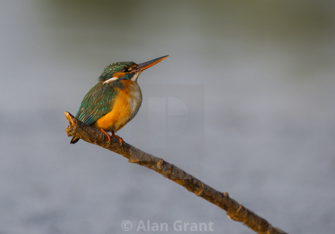 "Kingfisher perched on a branch at the edge of a river" stock image