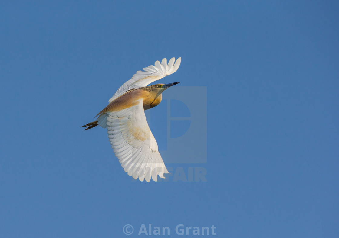 "Squacco Heron in flight" stock image