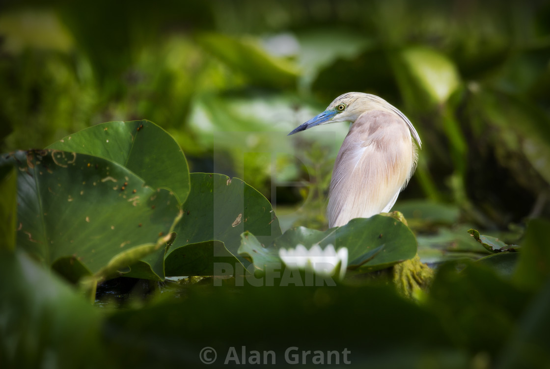 "Squacco Heron on Lily Pads" stock image