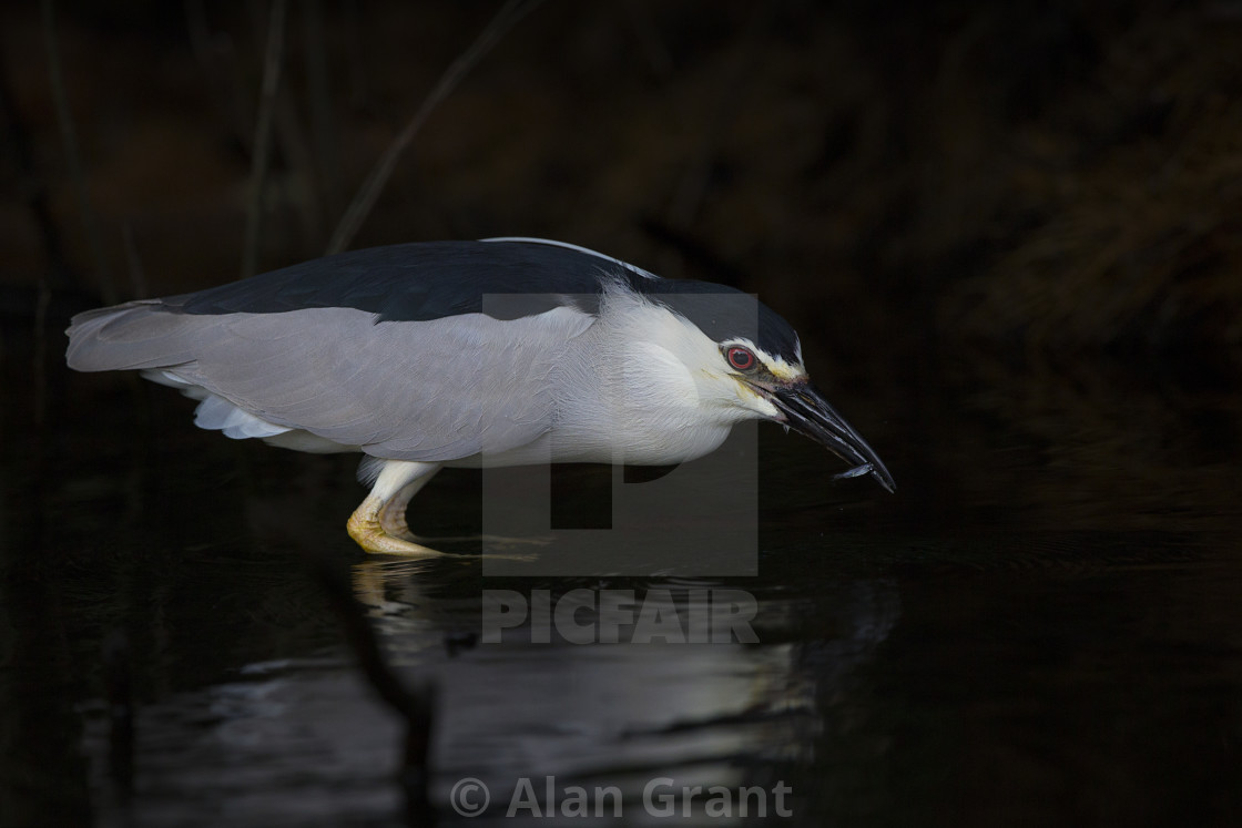 "Black-crowned Night Heron" stock image