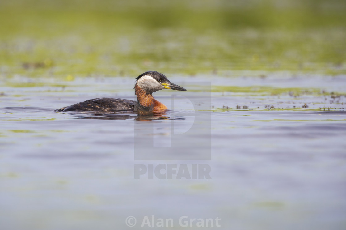 "Red-necked Grebe" stock image